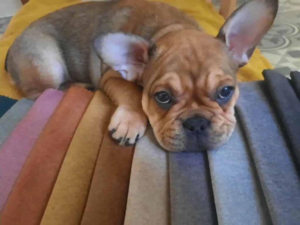 PETFRIENDLY Fabric