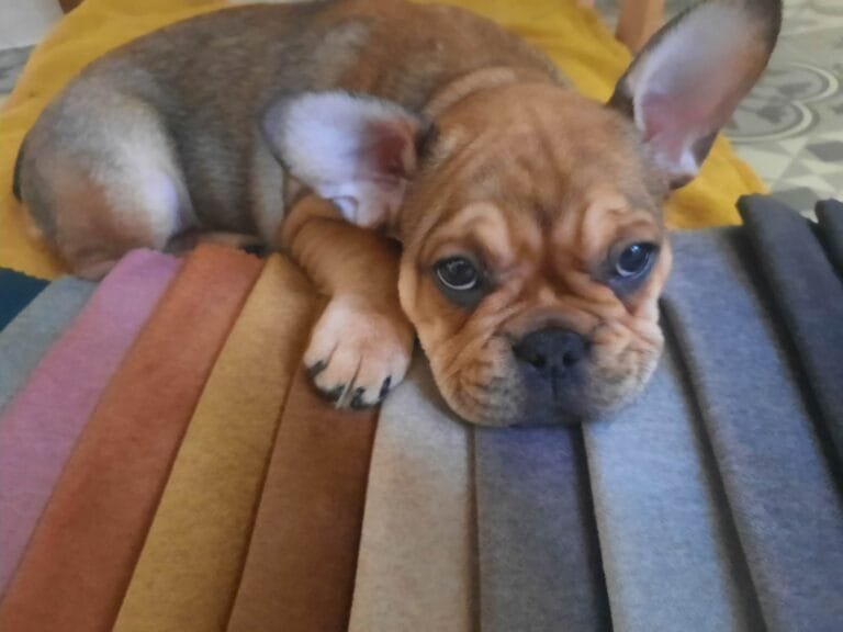 PETFRIENDLY Fabric